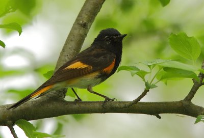 Paruline Flamboyante - American Redstart 