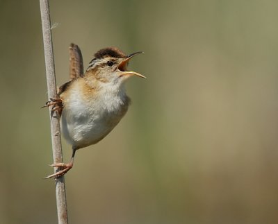 Troglodyte des Marais - Marsh Wren 