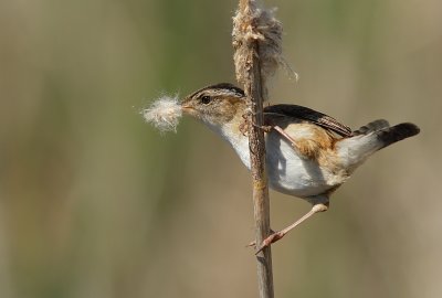 Troglodyte des Marais - Marsh Wren 