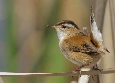 Troglodyte des Marais - Marsh Wren  