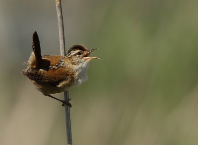 Troglodyte des Marais - Marsh Wren 