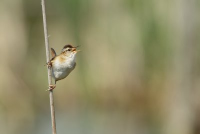 Troglodyte des Marais - Marsh Wren 