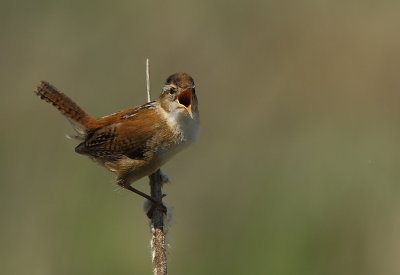 Troglodyte des Marais - Marsh Wren  