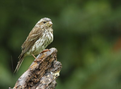 Roselin Pourpr - Purple Finch 