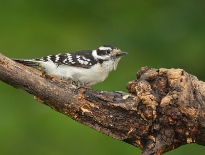 Pic Mineur - Downy Woodpecker 