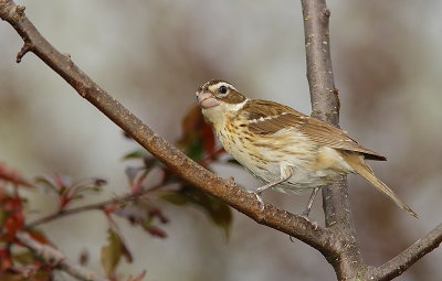 Cardinal a poitrine rose - Rose-breasted Grosbeak  