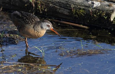 Rale de Virginie - Virginia Rail 