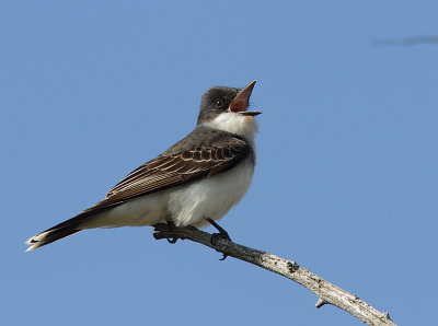 Tyran Tritri - Eastern Kingbird 