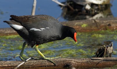 Gallinule Poule-d`eau - Common Moorhen 