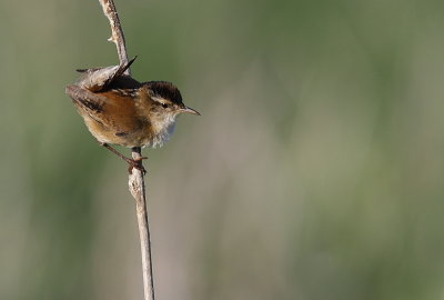 Troglodyte des Marais - Marsh Wren 