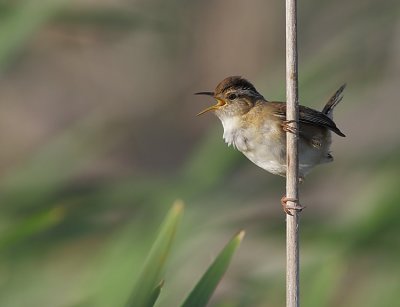Troglodyte des Marais  - Marsh Wren 