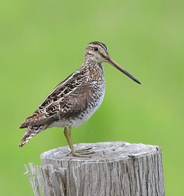 Bécassine de Wilson - Wilson`s Snipe