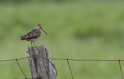 Bcassine de Wilson - Wilson Snipe 