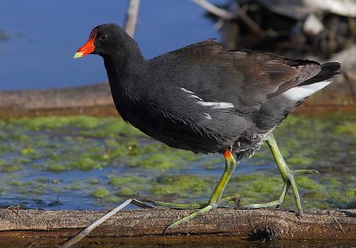 Gallinule poule d`eau - Common Moorhen 