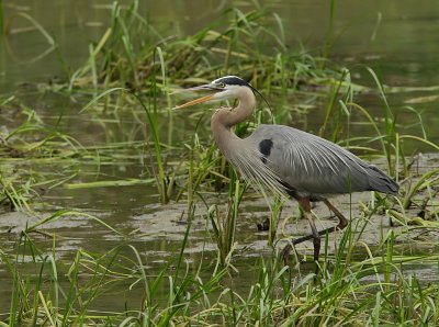 Grand Heron - Great Blue Heron 