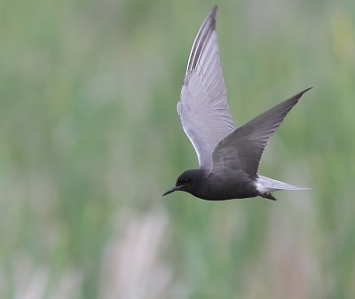 Guifette noire - Black Tern 