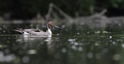 Canard Pilet - Northern Pintail 