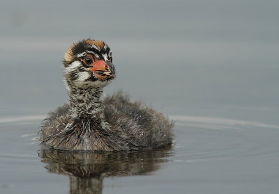 Grebe a bec bigarré - Pied-billed Grebe
