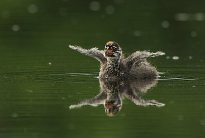 Grebe a bec bigarré - Pied-billed Grebe