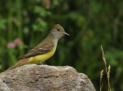 Tyran Huppé - Great crested Flycatcher