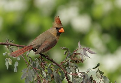 Cardinal rouge - Northern Cardinal