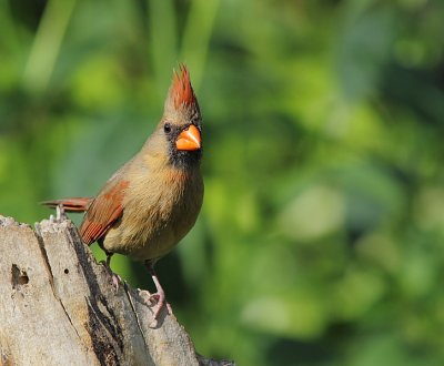 Cardinal Rouge - Northern Cardinal