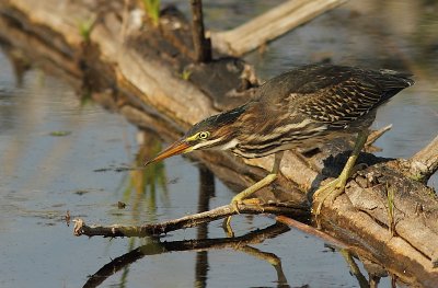 Héron Vert - Green Heron