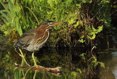 Héron Vert - Green Heron