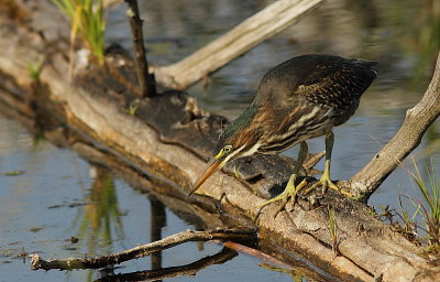 Héron Vert - Green Heron