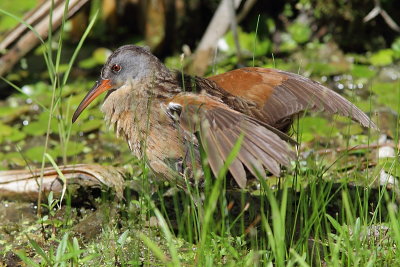Rale de Virginie - Virginia Rail