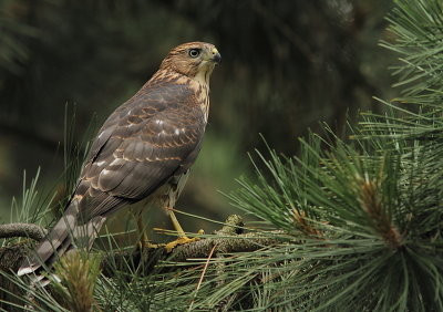 Épervier de Cooper - Cooper`s Hawk
