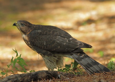Épervier de Cooper - Cooper`s Hawk