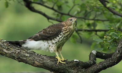 Épervier de Cooper - Cooper`s Hawk