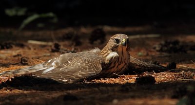 Épervier de Cooper - Cooper`s Hawk