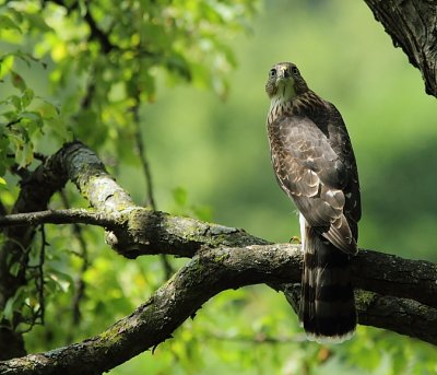 Épervier de Cooper - Cooper`s Hawk