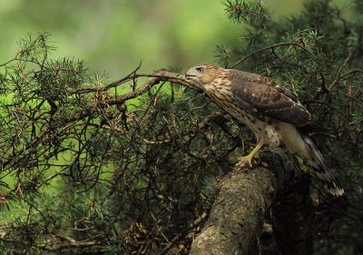 Épervier de Cooper - Cooper`s Hawk