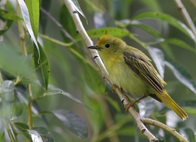 Paruline Jaune - Yellow Warbler