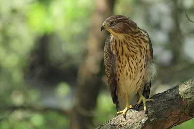 Épervier de Cooper - Cooper`s Hawk