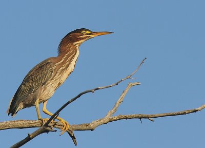 Heron Vert