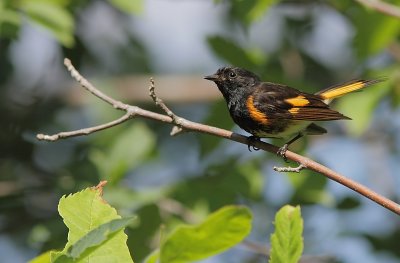 Paruline Flamboyante - American Redstart