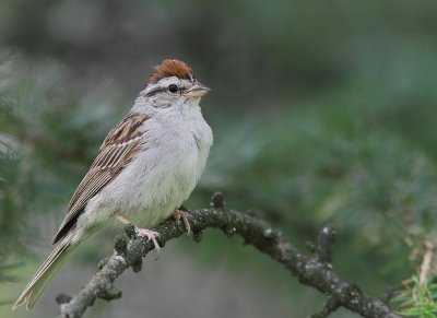 Bruant Familier - Chipping Sparrow
