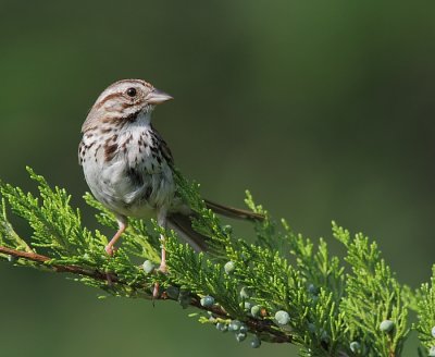 Bruant Chanteur - Song Sparrow