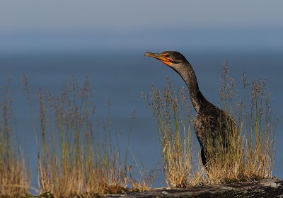 Cormoran a aigrettes