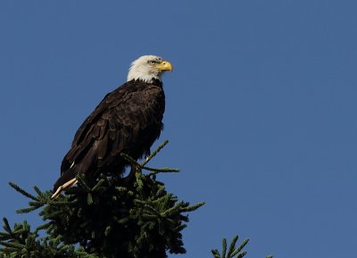 Pygargue a tete blanche - Bald Head Eagle