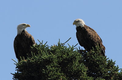 Pygargues - Bald Head Eagle