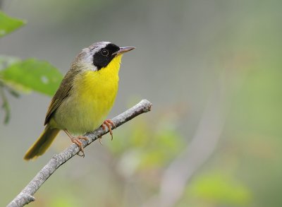 Paruline Masque - Common Yellowthroat