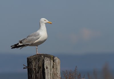 Goeland Argent - Herring Gull