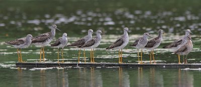 Limicoles - Shore Birds