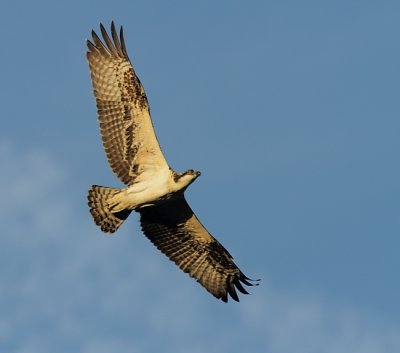 Balbuzard Pecheur - Osprey 