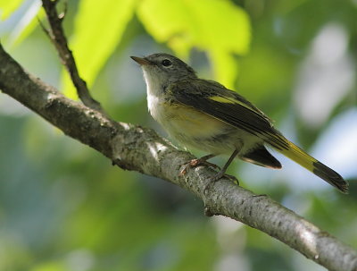 Paruline Flamboyante - American redstart